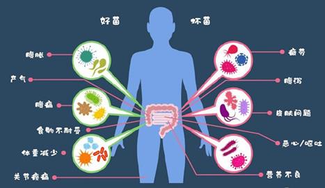 禁食减肥易诱发感染：如何使用FMT科学减肥，改善肠道？